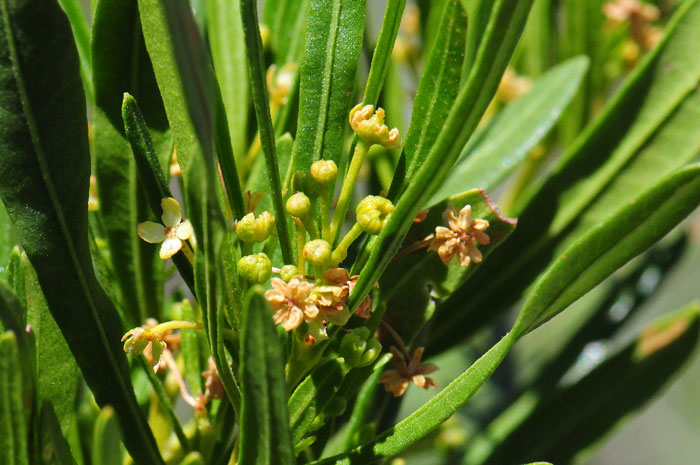 Florida Hopbush is a semi-tropical, native plant with pale yellow flowers in clusters from axils, that bloom from February to October. Dodonaea viscosa